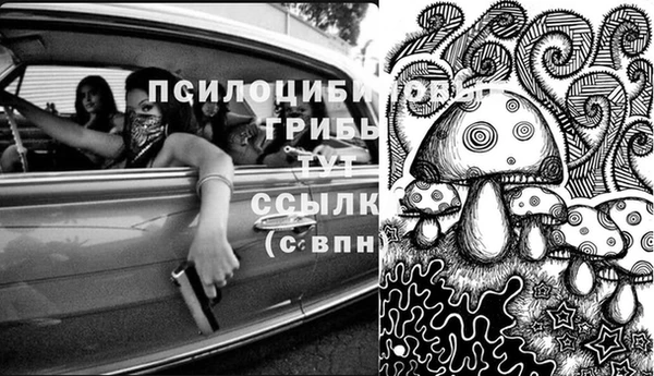 шишки Магас